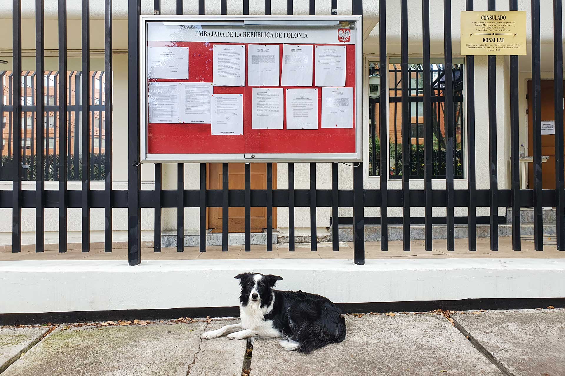 ogrodzenie przed ambasadą z tablicą ogłoszeń i leżacy pies