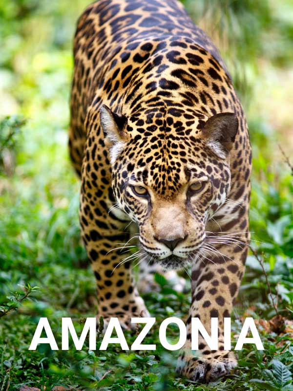 jaguar napis amazonia