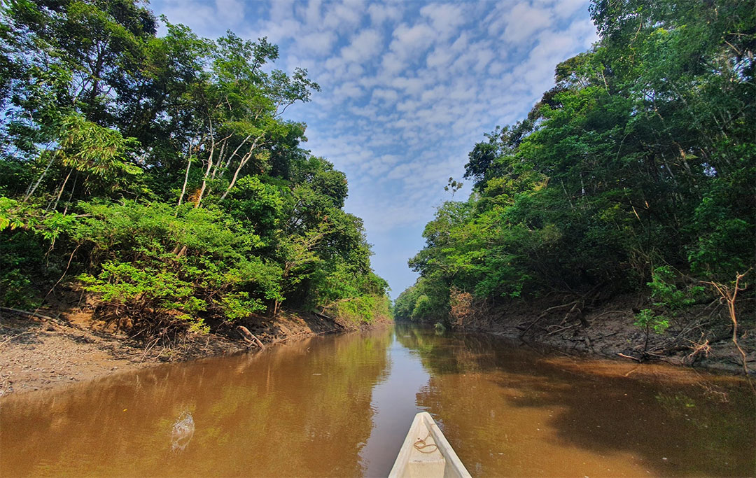 Rzeka w Amazonii, drzewa po brzegach
