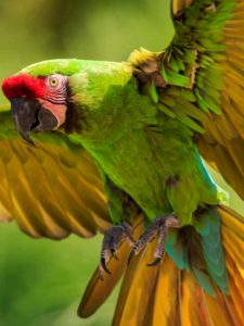 zielona papuga ara w locie