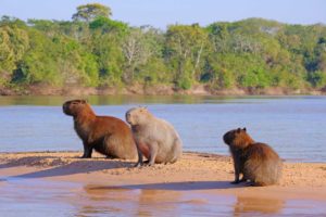rodzina kapibarów na piaszczystej wysepce na rzece