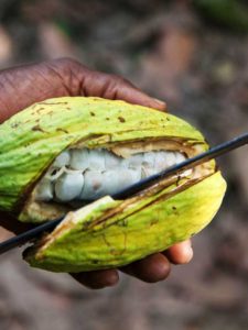 ziarno kakao przecinane na pół nożem