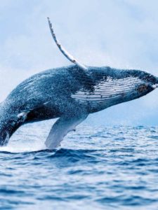 skaczący wieloryb